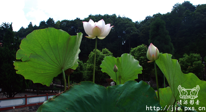 记于:2011年7月11日周一 阵雨 潮雾26°C